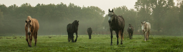 De Paardenboerderij - Paardentraining