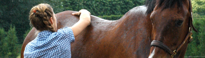 De Paardenboerderij - Dierentherapie