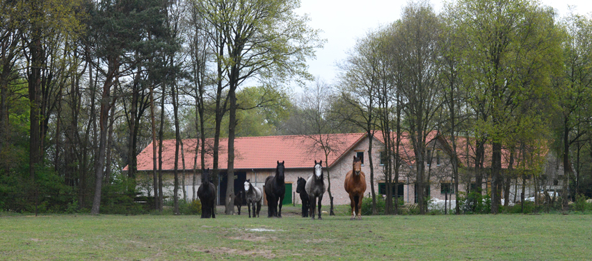 De Paardenboerderij - welkomstcomite